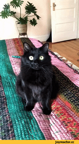 %D0%BA%D0%BE%D1%82%D1%8D-%D0%B3%D0%B8%D1%84%D0%BA%D0%B8-4824218.gif