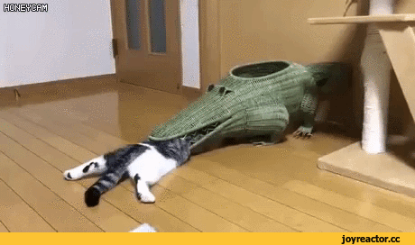 %D0%BA%D0%BE%D1%82%D1%8D-%D0%96%D0%B0%D1%80%D0%B0-3057619.gif