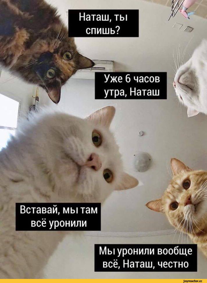 %D0%BA%D0%BE%D1%82%D1%8D-%D0%BA%D0%B0%D1%80%D1%82%D0%B8%D0%BD%D0%BA%D0%B8-5744295.jpeg
