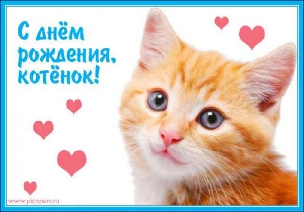 котенок.jpg.jpeg