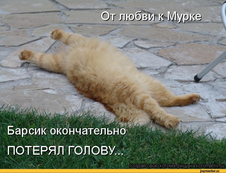 %D0%BA%D0%BE%D1%82%D0%BE%D0%BC%D0%B0%D1%82%D1%80%D0%B8%D1%86%D0%B0-auto-16536.jpeg