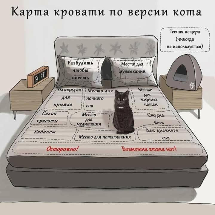%D0%BA%D1%80%D0%BE%D0%B2%D0%B0%D1%82%D1%8C-%D0%BA%D0%BE%D1%82-5224966.jpg.jpeg