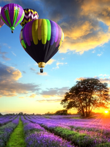 Lavender-Field-360x480.jpg.jpeg