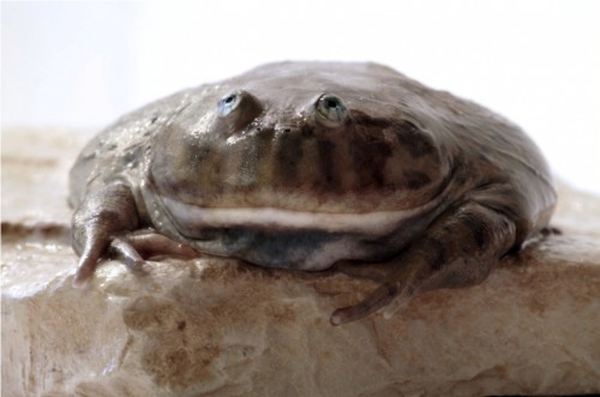 lepidobatrachus_9.jpg.jpeg