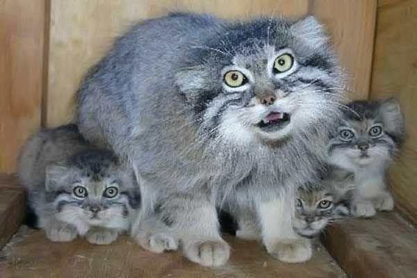 manul-kitten.jpg.jpeg