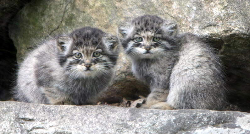 manul_kittens.jpg.jpeg