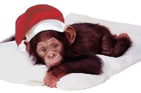 monkey.jpg.jpeg