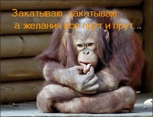 nastroenie-obizyanka.jpg.jpeg