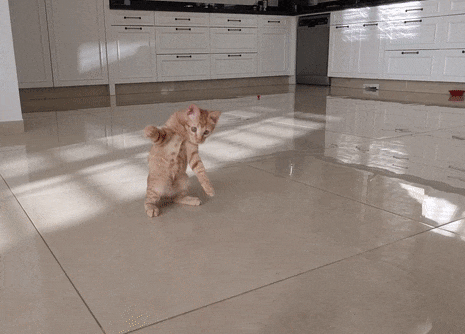 original.gif