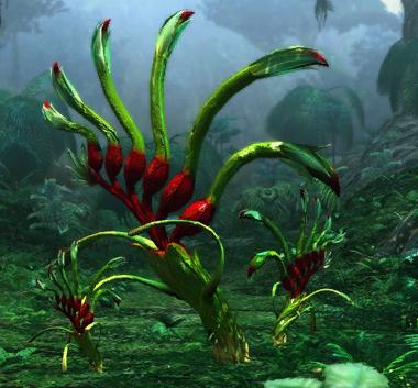 Pedia_Flora_Roosterhead.jpg.jpeg