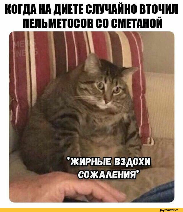 %D0%BF%D0%B5%D0%BB%D1%8C%D0%BC%D0%B5%D0%BD%D0%B8-%D0%B4%D0%B8%D0%B5%D1%82%D0%B0-%D0%BA%D0%BE%D1%82-5702617.jpeg