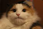 Кот_Который_Срёт_в_Лоток