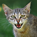 Silvercat