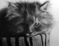 Katze Siegie