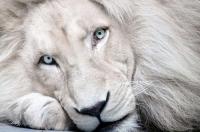white_lion