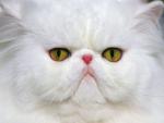 Кот_Обормот