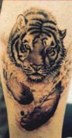TIGR