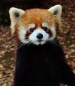 mikke
