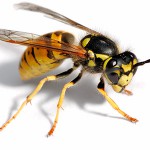 Hecktor