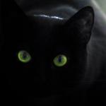 CatInShadow