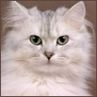 котофеич