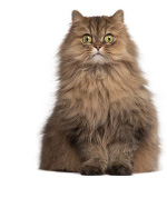 KhajiitJohn