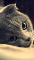 -lynxxx-