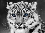 toshka006