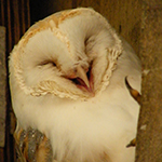 Dashqu