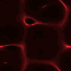 Metrannogot