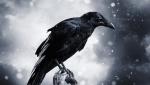 Black_Crow