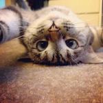 catiti