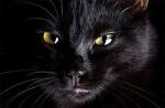 Black Hood