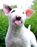 CubanPete