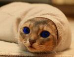Dunecat