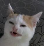 Don Cat Freak