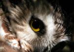 iztar