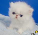 Илюша Кот