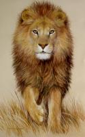 Lion_98