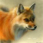 Saillerfox