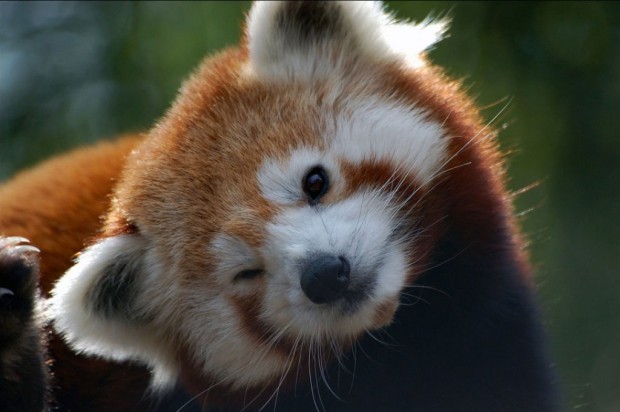 malaya-panda20-620x412.jpg