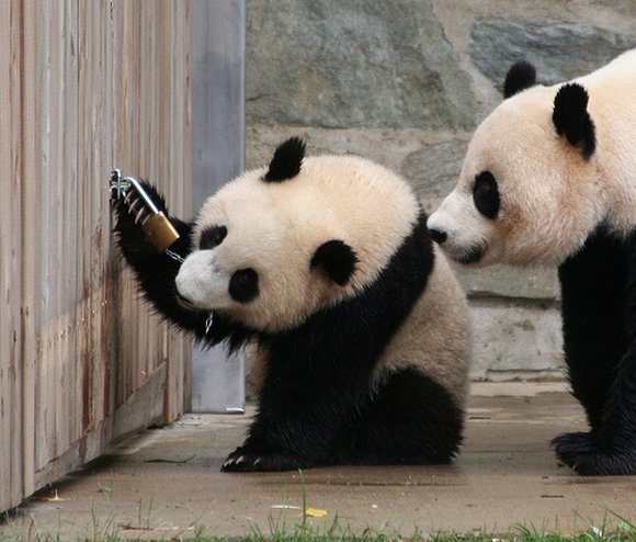 20_pandi_5.jpg