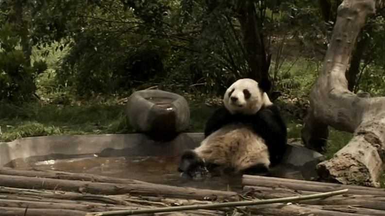 2020-03-15-13-19-47.gif