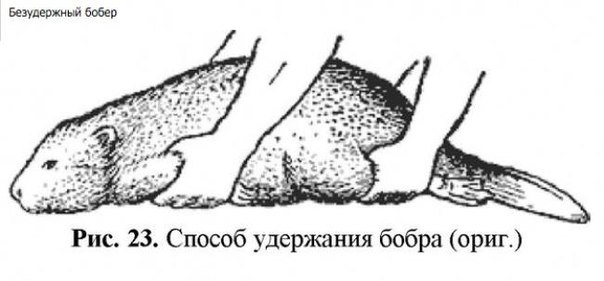 бобер.jpg