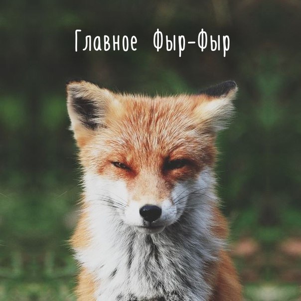Фыр фыр.jpg