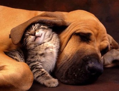 Cat-and-Dog.jpg