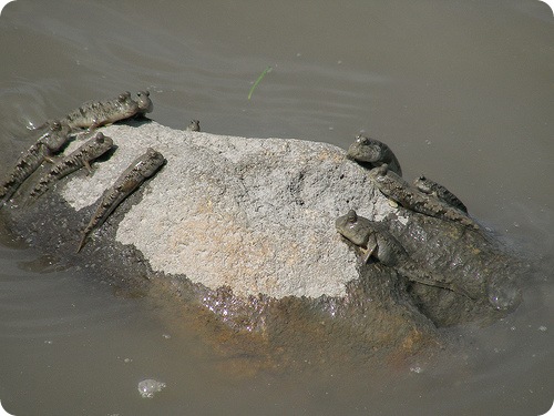 1307243457_mudskippers2.jpg