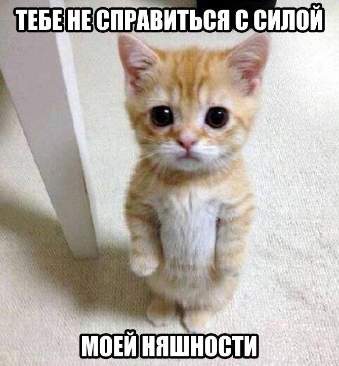 Няшка.jpg