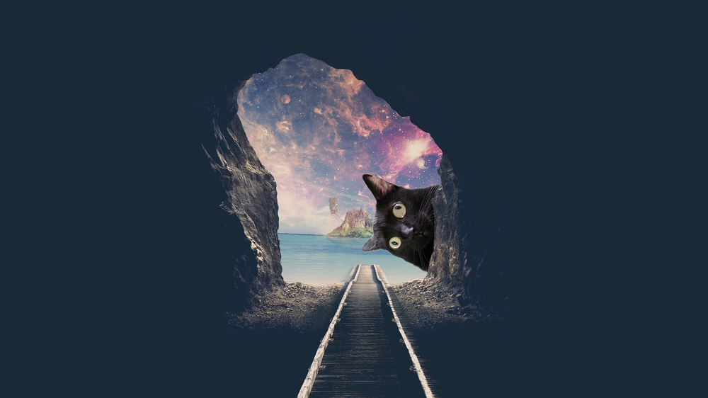 Кот тунель (2).png