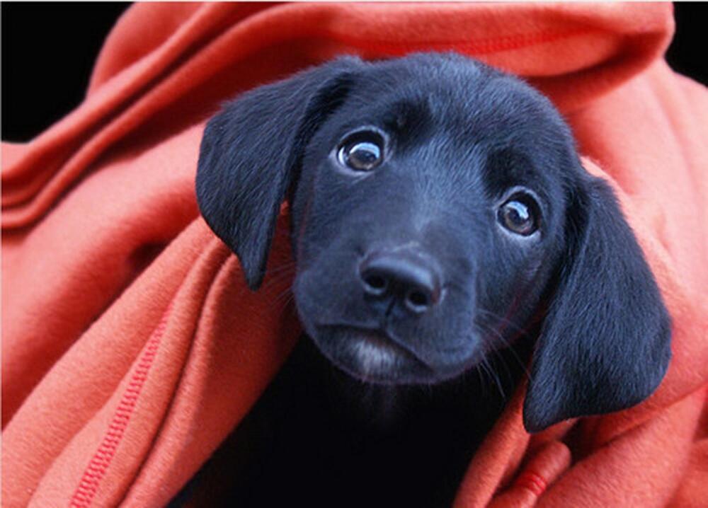 1920x1440-black-lab-puppy-other.jpg